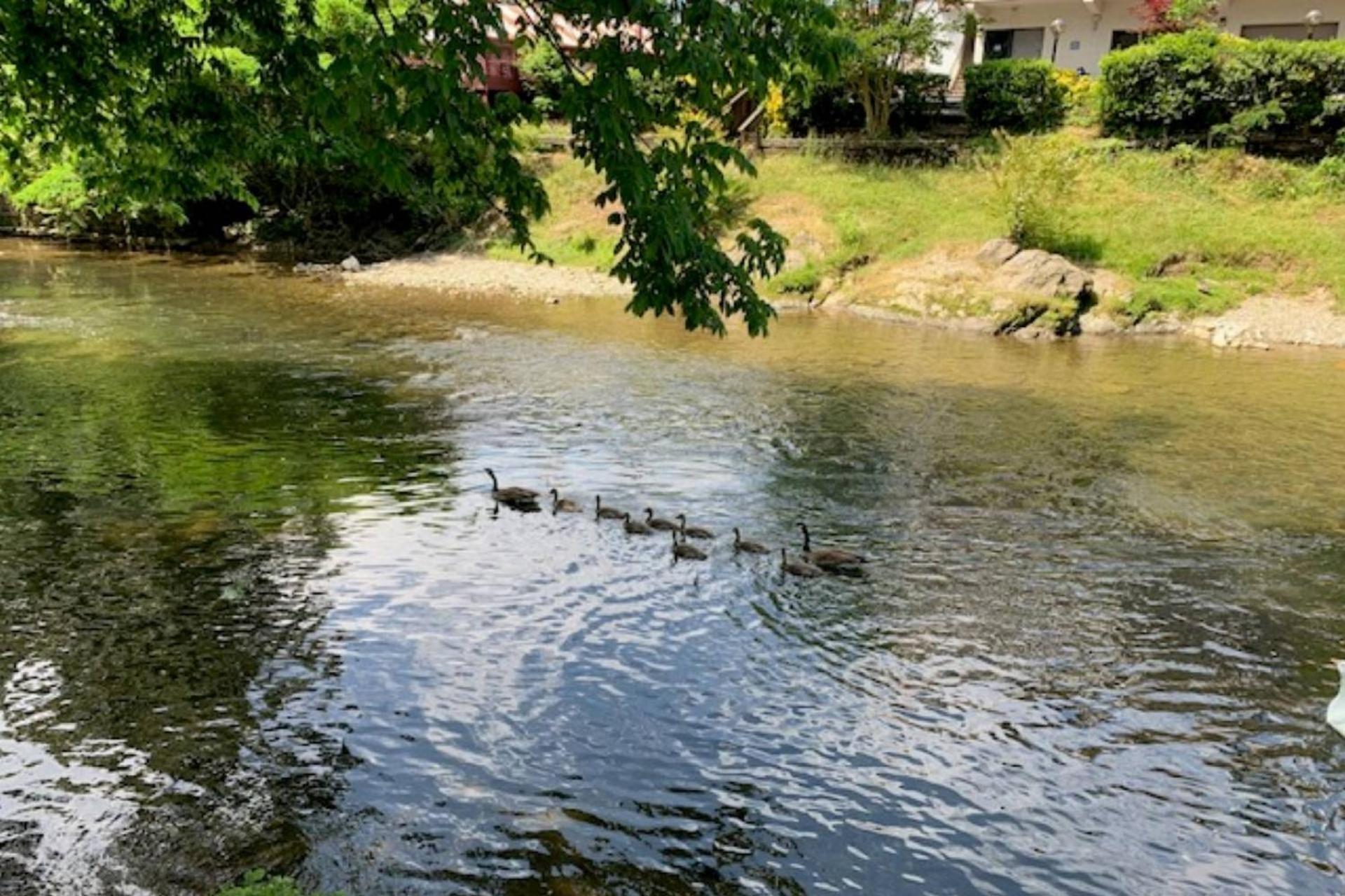 Mill Stream Cottage ピジョンフォージ エクステリア 写真